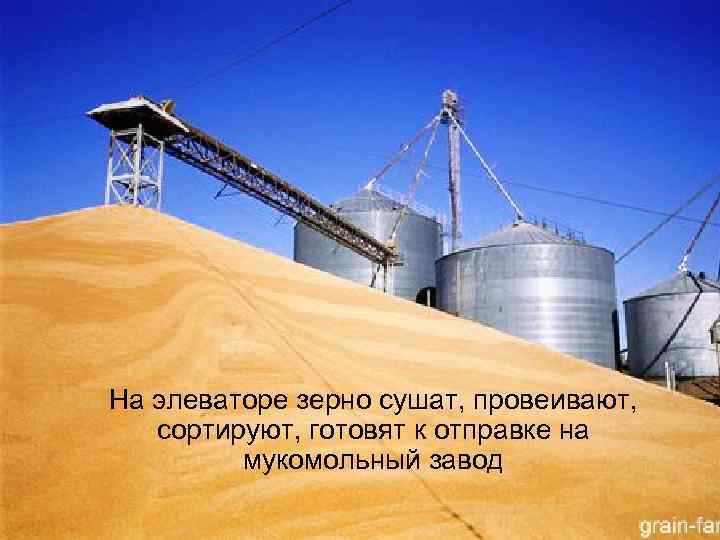 На элеваторе зерно сушат, провеивают, сортируют, готовят к отправке на мукомольный завод 