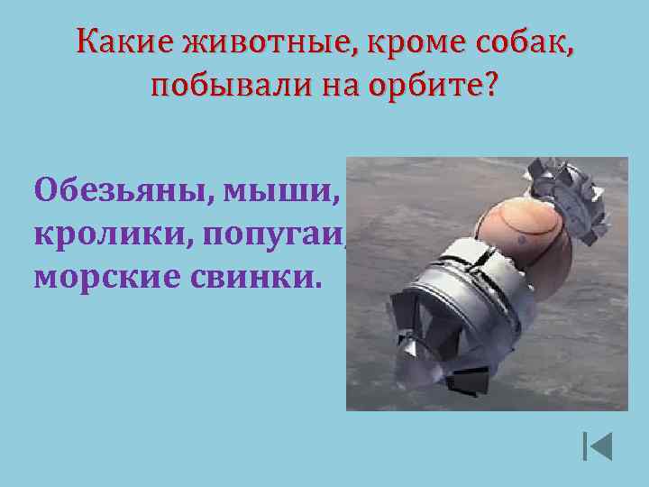 Какие животные, кроме собак, побывали на орбите? Обезьяны, мыши, кролики, попугаи, морские свинки. 
