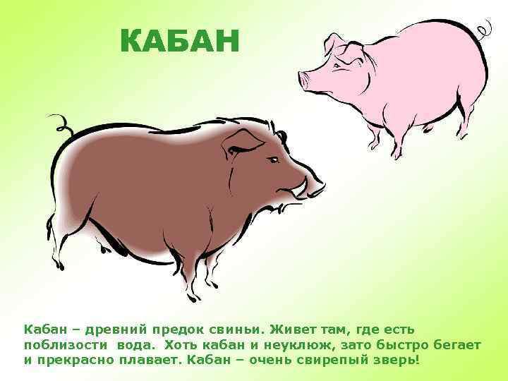 КАБАН Кабан – древний предок свиньи. Живет там, где есть поблизости вода. Хоть кабан