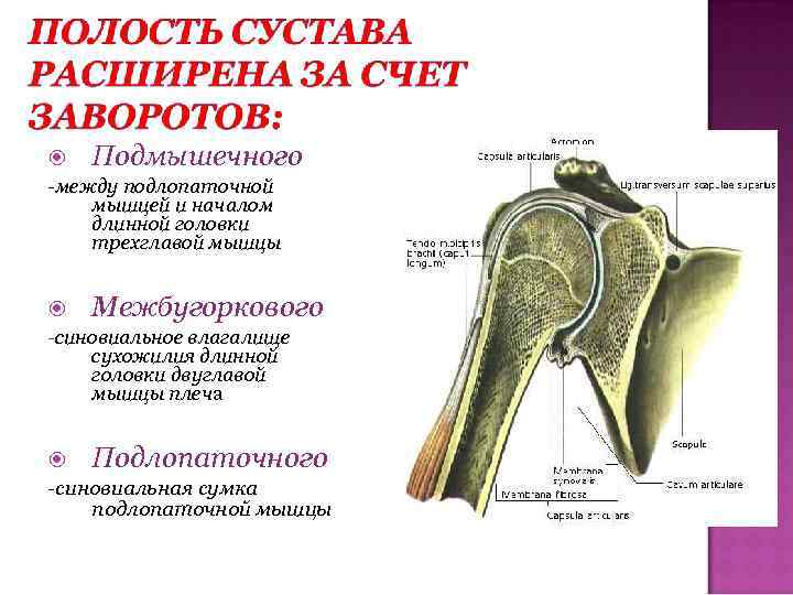  Подмышечного -между подлопаточной мышцей и началом длинной головки трехглавой мышцы Межбугоркового -синовиальное влагалище