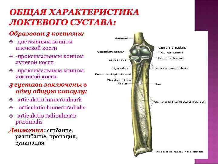 Головка плечевой кости. Морфофункциональная характеристика локтевого сустава. Кости образующие локтевой сустав. Локтевой сустав образован костями. Локтевой сустав анатомия характеристика.