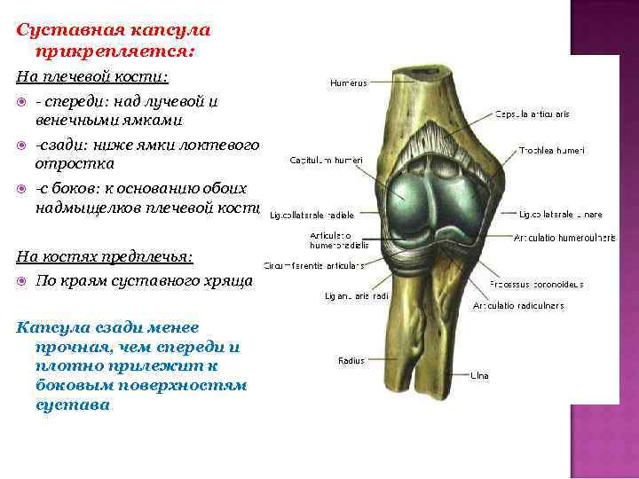 Суставная ямка. Суставная капсула плечевой кости. Суставная впадина лучевой кости. Суставная ямка головки лучевой кости. Капсула локтевого сустава.