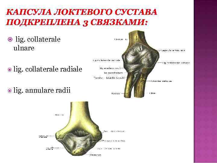  lig. collaterale ulnare lig. collaterale radiale lig. annulare radii 