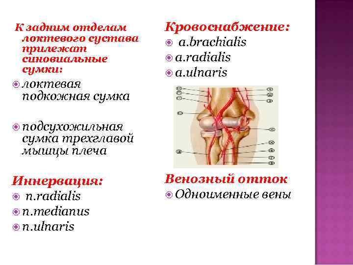 К задним отделам локтевого сустава прилежат синовиальные сумки: локтевая Кровоснабжение: a. brachialis a. radialis