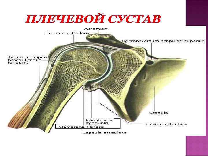 Височная впадина картинка