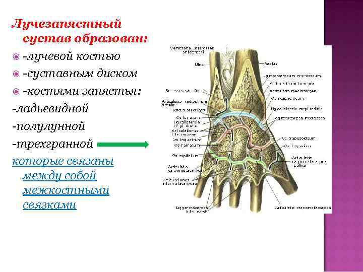 Запястье образовано костями