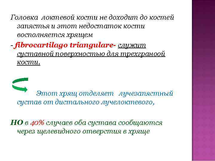 Головка локтевой кости не доходит до костей запястья и этот недостаток кости восполняется хрящем