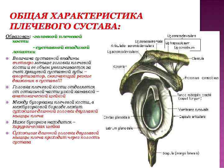 Образован: -головкой плечевой кости - суставной впадиной лопатки Величина суставной впадины вчетверо меньше головки