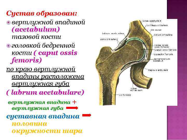 Сустав образован: вертлужной впадиной (acetabulum) тазовой кости головкой бедренной кости ( caput ossis femoris)