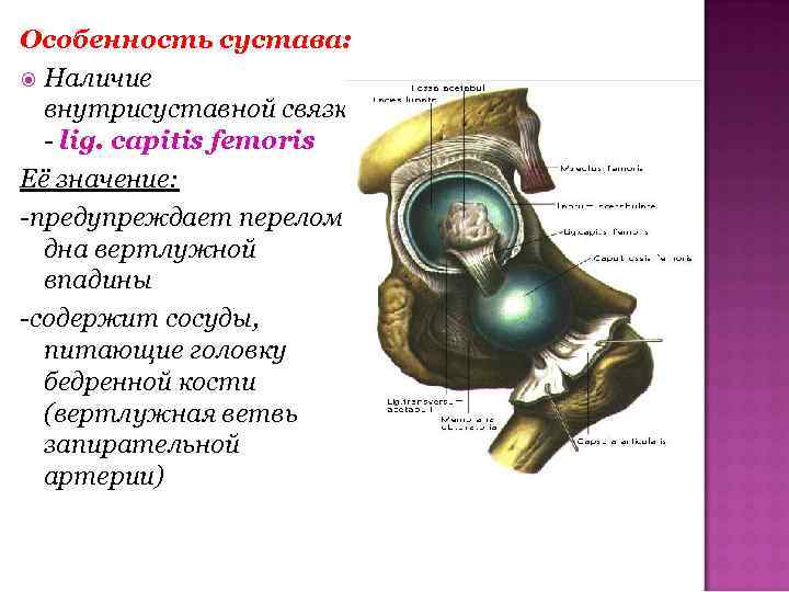Особенность сустава: Наличие внутрисуставной связки - lig. capitis femoris Её значение: -предупреждает перелом дна
