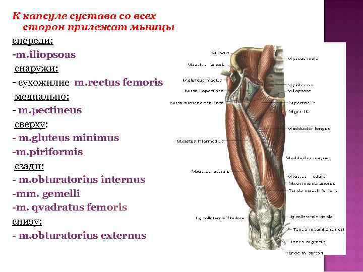 К капсуле сустава со всех сторон прилежат мышцы cпереди: -m. iliopsoas снаружи: - сухожилие