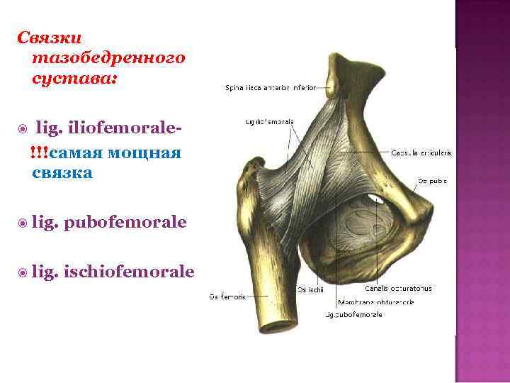 Связки тазобедренного сустава: lig. iliofemorale!!!самая мощная связка lig. pubofemorale lig. ischiofemorale 