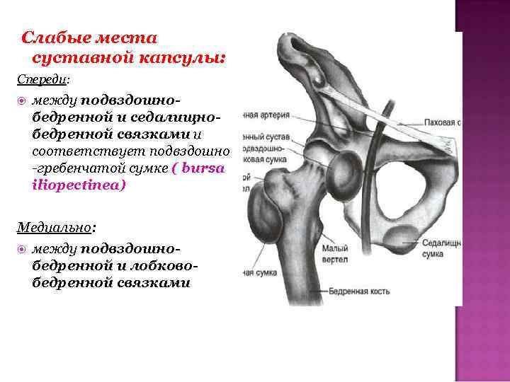 Слабые места суставной капсулы: Спереди: между подвздошнобедренной и седалищнобедренной связками и соответствует подвздошно -гребенчатой