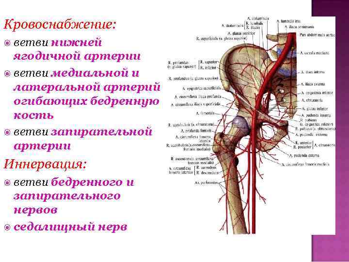 Кровоснабжение: ветви нижней ягодичной артерии ветви медиальной и латеральной артерий огибающих бедренную кость ветви