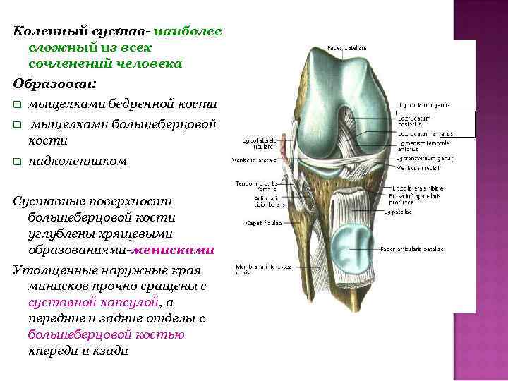 Коленный сустав- наиболее сложный из всех сочленений человека Образован: мыщелками бедренной кости мыщелками большеберцовой