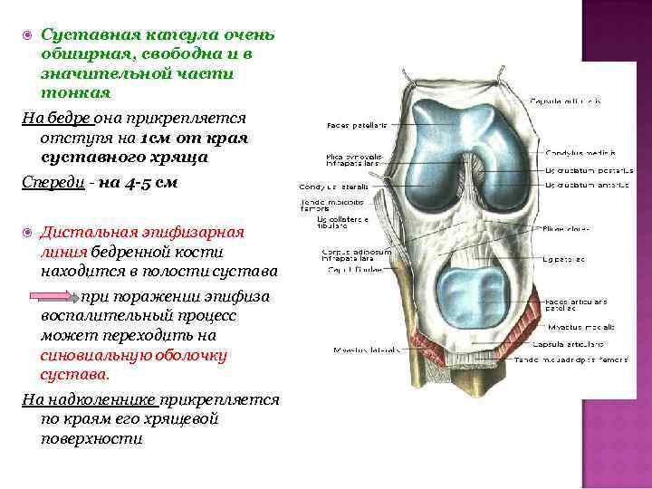  Суставная капсула очень обширная, свободна и в значительной части тонкая На бедре она