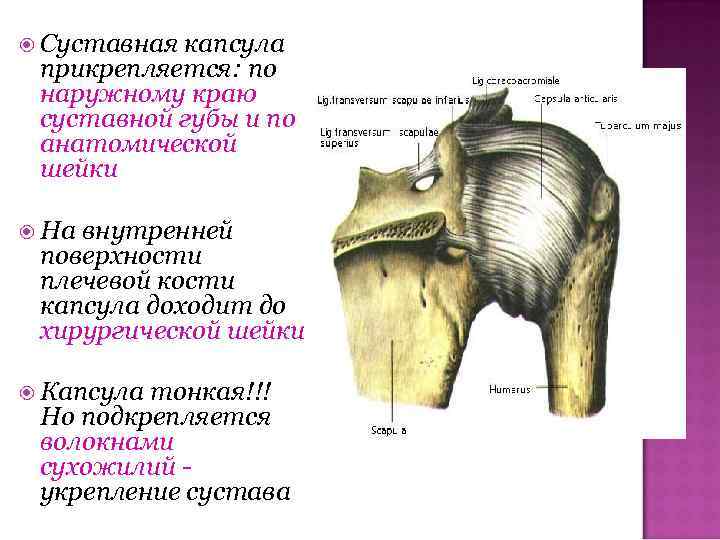 Суставная ямка