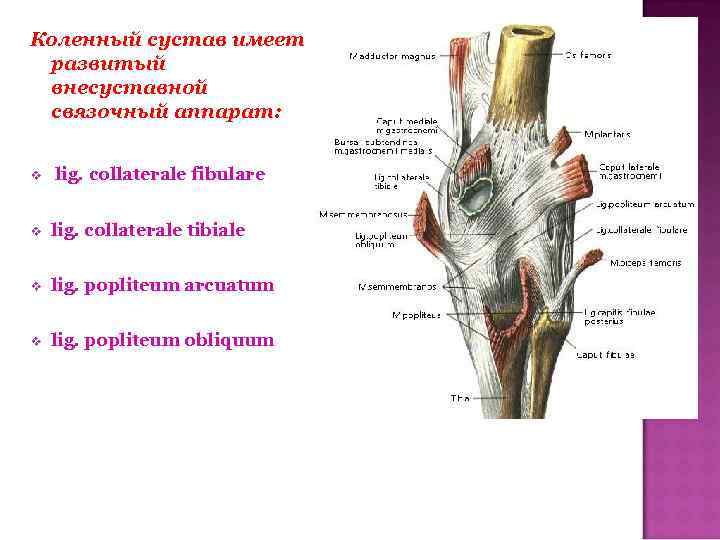 Хирургическая анатомия суставов. Lig popliteum obliquum. Lig popliteum arcuatum. Lig. Popliteum arcuatum и Lig. Popliteum obliquum. Ligamentum popliteum obliquum.