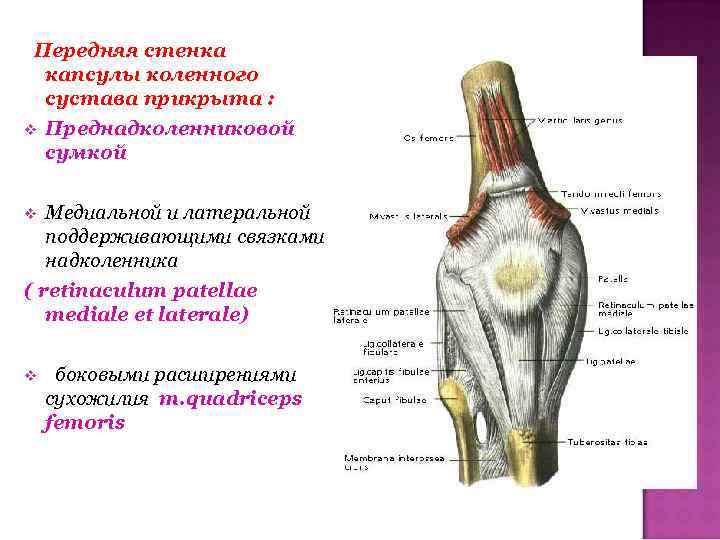  Передняя стенка капсулы коленного сустава прикрыта : Преднадколенниковой сумкой Медиальной и латеральной поддерживающими