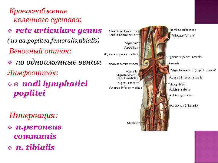  Кровоснабжение коленного сустава: rete articulare genus ( из aa. poplitea, femoralis, tibialis) Венозный