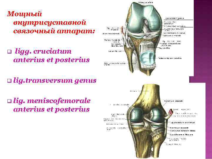 Мощный внутрисуставной связочный аппарат: ligg. cruciatum anterius et posterius lig. transversum lig. genus meniscofemorale