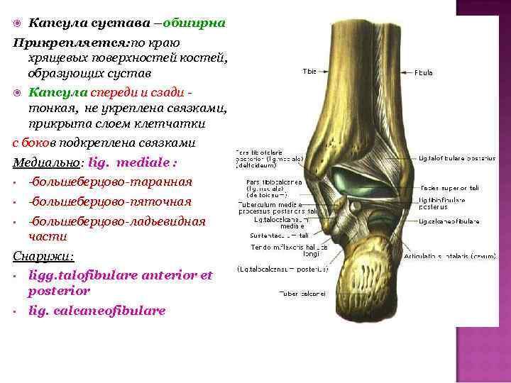 Кости образованы