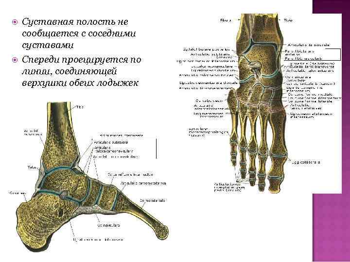 Полость сустава