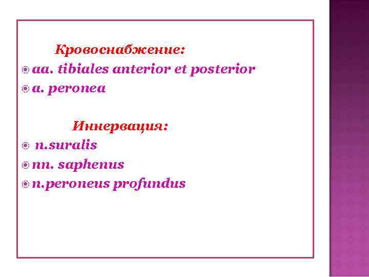 Кровоснабжение: aa. tibiales anterior et posterior a. peronea Иннервация: n. suralis nn. saphenus n.