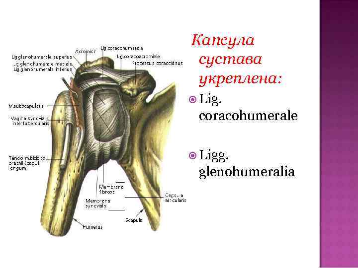  Капсула сустава укреплена: Lig. сoracohumerale Ligg. glenohumeralia 