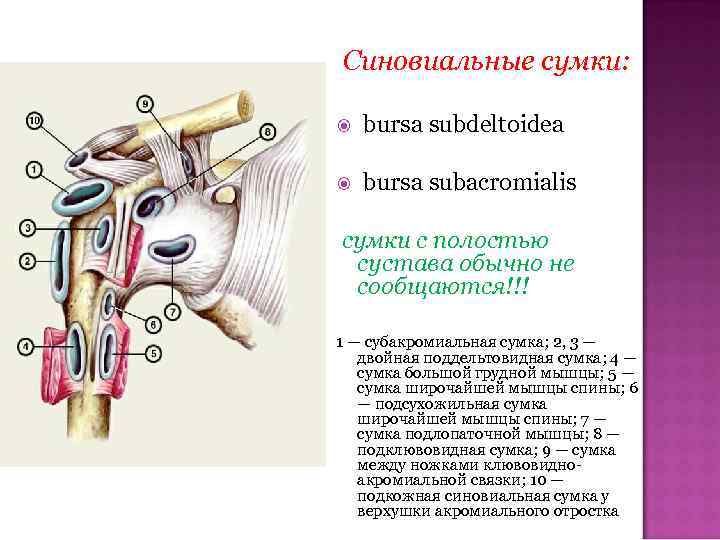 Синовиальные сумки: bursa subdeltoidea bursa subacromialis сумки с полостью сустава обычно не сообщаются!!! 1