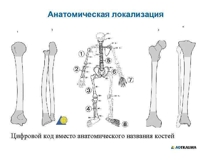 Анатомическая локализация 4 1 2 3 Цифровой код вместо анатомического названия костей 