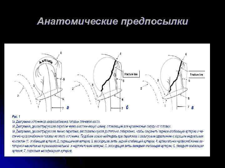 Анатомические предпосылки 