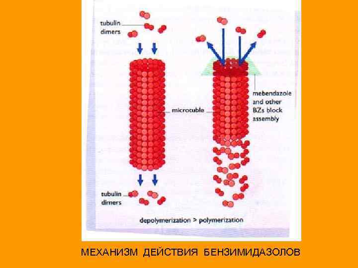 МЕХАНИЗМ ДЕЙСТВИЯ БЕНЗИМИДАЗОЛОВ 