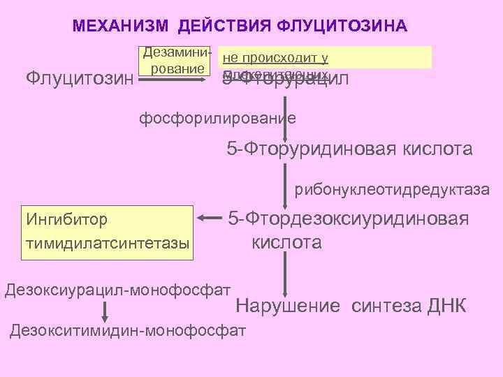 МЕХАНИЗМ ДЕЙСТВИЯ ФЛУЦИТОЗИНА Флуцитозин Дезамини- не происходит у рование млекопитающих 5 -Фторурацил фосфорилирование 5
