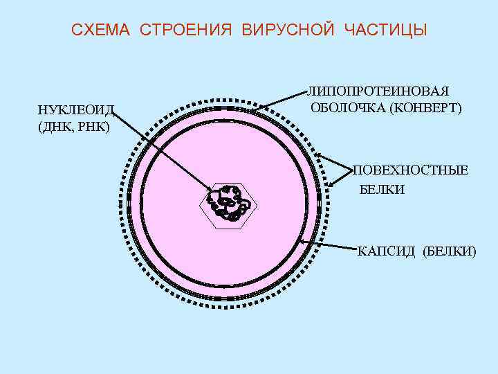 СХЕМА СТРОЕНИЯ ВИРУСНОЙ ЧАСТИЦЫ НУКЛЕОИД (ДНК, РНК) ЛИПОПРОТЕИНОВАЯ ОБОЛОЧКА (КОНВЕРТ) ПОВЕХНОСТНЫЕ БЕЛКИ КАПСИД (БЕЛКИ)