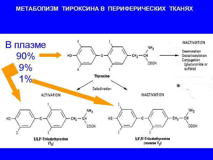 Какая железа выделяет тироксин. Схема синтеза тироксина. Метаболизм тироксина. Тироксин обменный процесс. Метаболические эффекты тироксина.