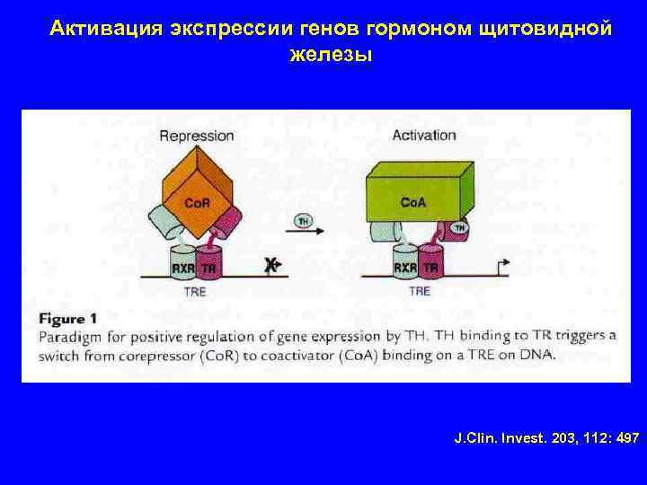 Активация экспрессии генов гормоном щитовидной железы J. Clin. Invest. 203, 112: 497 