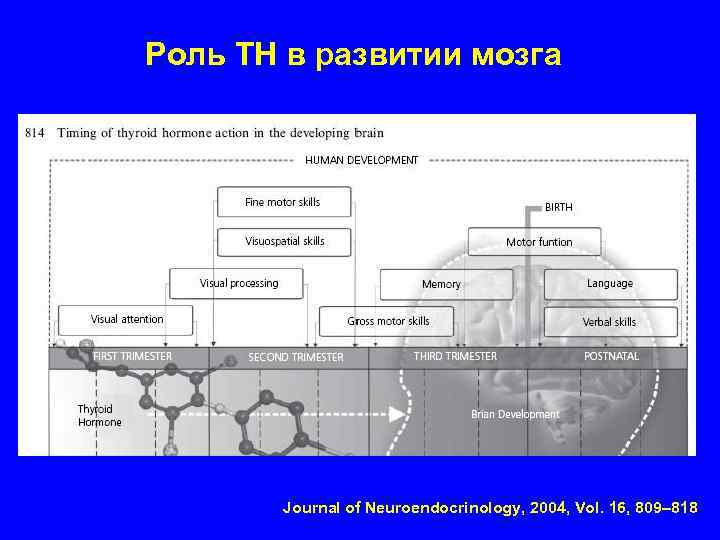 Роль ТН в развитии мозга Journal of Neuroendocrinology, 2004, Vol. 16, 809– 818 