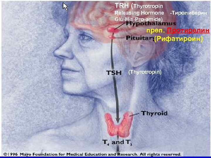 TRH (Thyrotropin Releasing Hormone Glu-His-Pro-amide) -Тиролиберин преп. Протирелин (Рифатироин) (Thyrotropin) 
