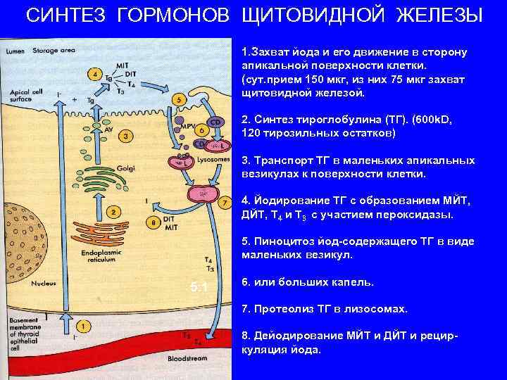 СИНТЕЗ ГОРМОНОВ ЩИТОВИДНОЙ ЖЕЛЕЗЫ 1. Захват йода и его движение в сторону апикальной поверхности