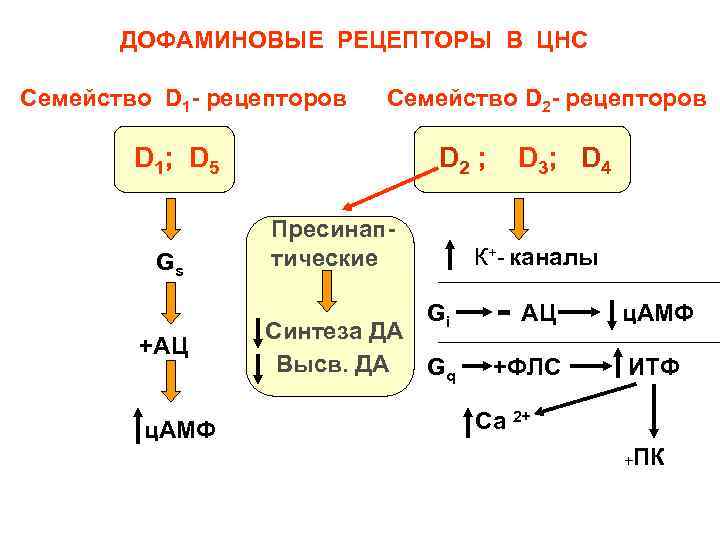 ДОФАМИНОВЫЕ РЕЦЕПТОРЫ В ЦНС Семейство D 1 - рецепторов Семейство D 2 - рецепторов