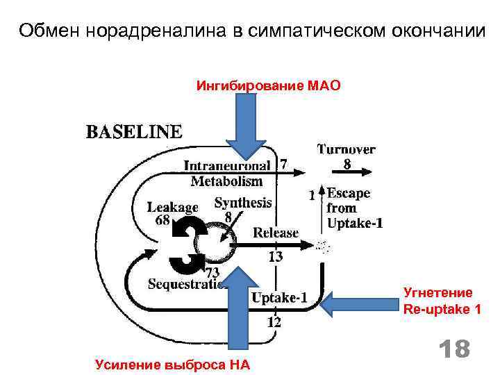 Обмен норадреналина в симпатическом окончании Ингибирование МАО Угнетение Re-uptake 1 Усиление выброса НА 18