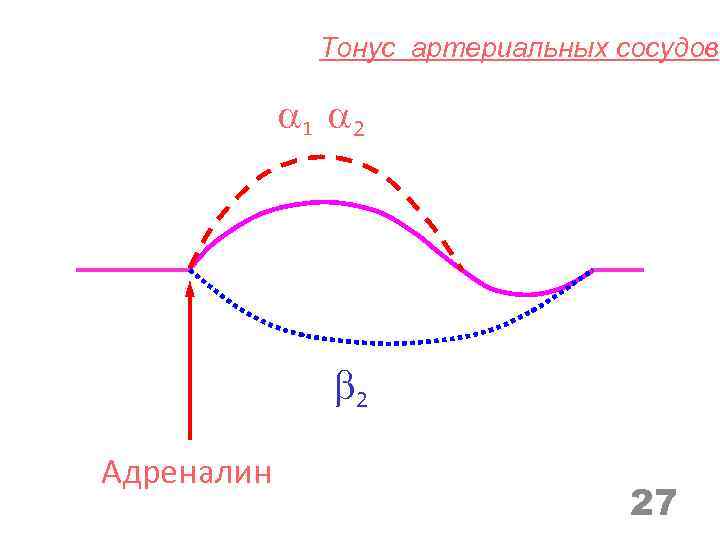 Тонус артериальных сосудов 1 2 2 Адреналин 27 