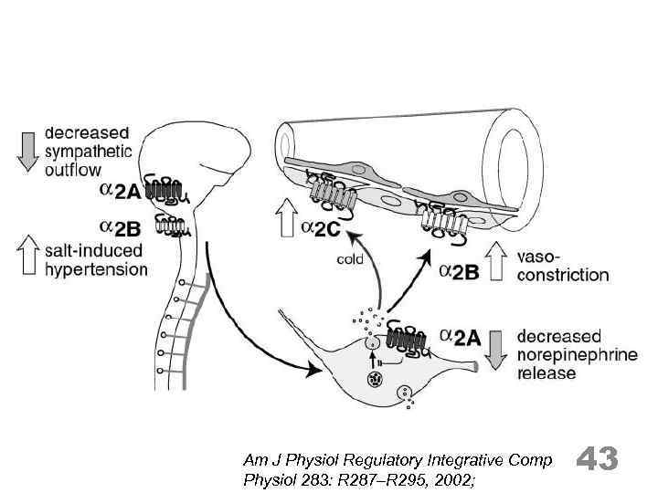 Am J Physiol Regulatory Integrative Comp Physiol 283: R 287–R 295, 2002; 43 