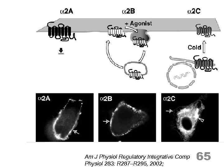 Am J Physiol Regulatory Integrative Comp Physiol 283: R 287–R 295, 2002; 65 