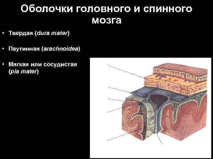 Оболочки головного и спинного мозга • Твердая (dura mater) • Паутинная (arachnoidea) • Мягкая