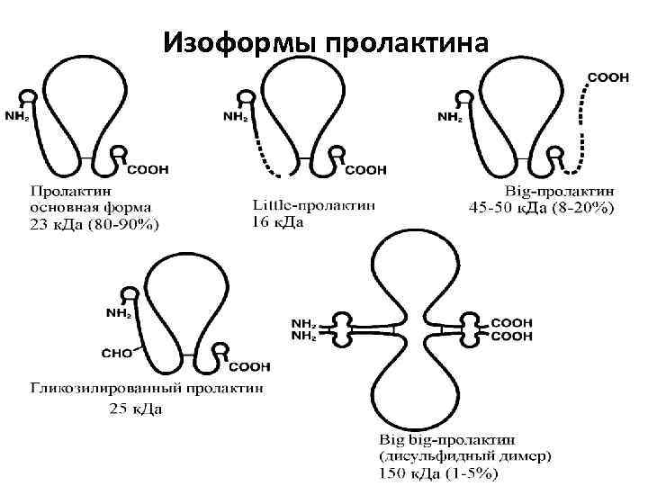 Изоформы пролактина Иловайская И. А. Лекции для студентов ФФМ, 4 й курс 