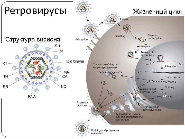 Ретровирусы Структура вириона Жизненный цикл 