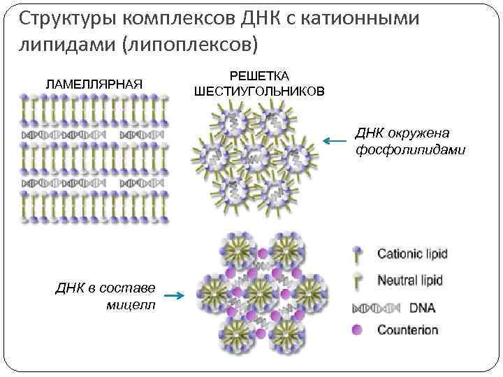 Структурный комплекс. Ламеллярная эмульсия схема. Структура ламеллярной эмульсии. Ламеллярная структура. Ламеллярное строение.