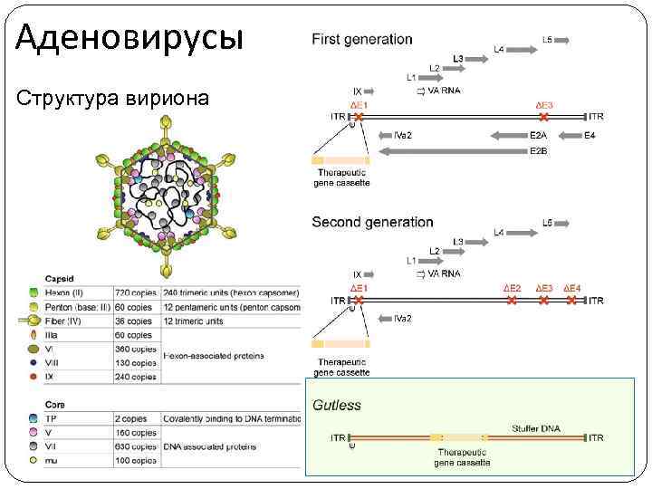 Аденовирусы Структура вириона 